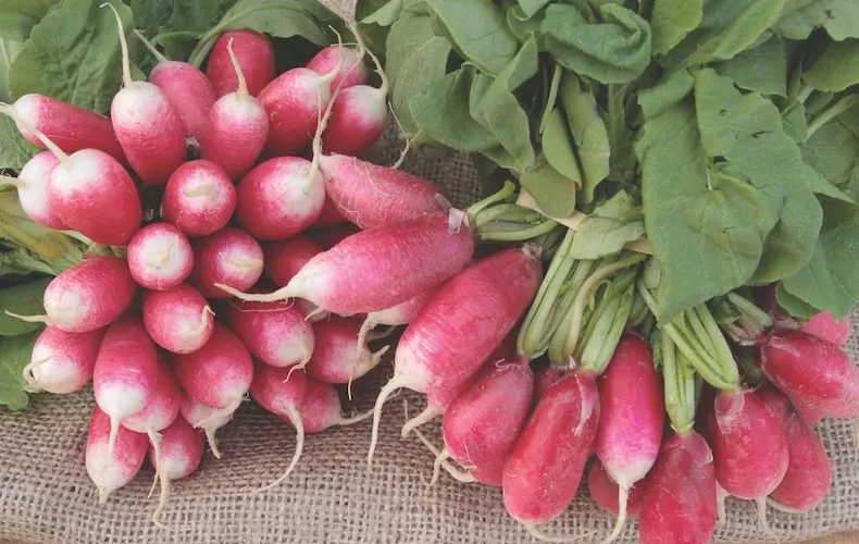 red radish 'french breakfast 4 - francis' from thompson & morgan
