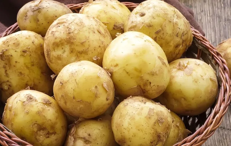 harvested potato 'foremost' from thompson & morgan