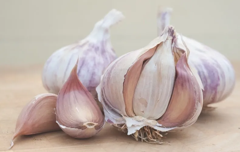garlic 'germidour' (spring/autumn planting) from thompson & morgan