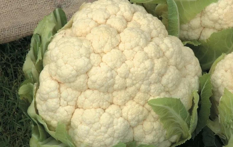 white cauliflower 'aalsmeer' (spring) from thompson & morgan