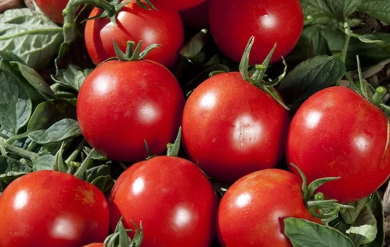 red fruits of tomato 'premio' (grafted) from thompson & morgan