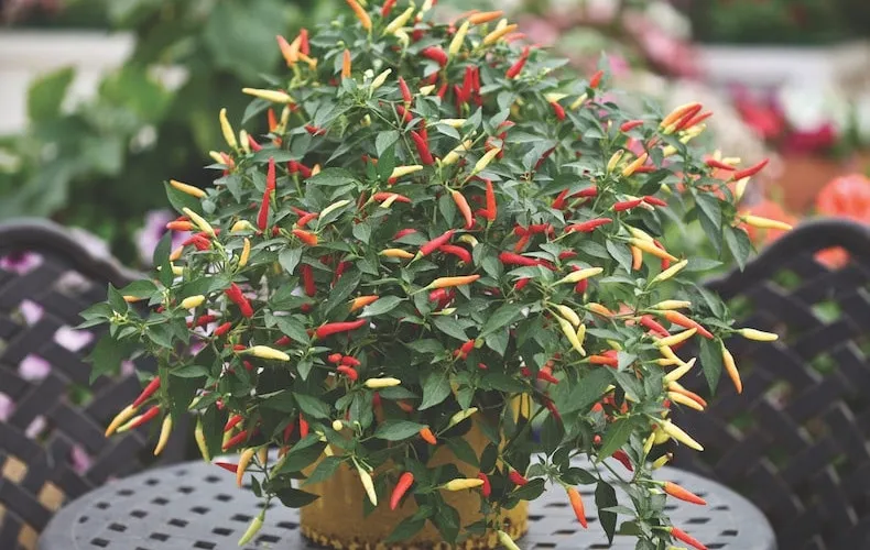 multicoloured chilli pepper 'basket of fire' f1 from thompson & morgan