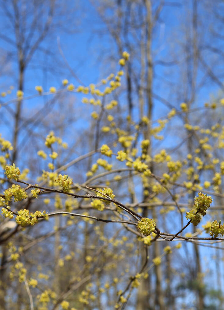 spicebush tea recipe