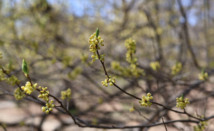 spicebush tea recipe