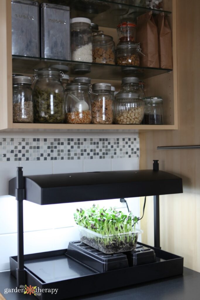 growing under lights sunflower microgreens