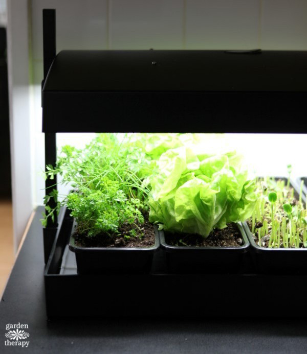 growlight garden for countertop indoor gardening