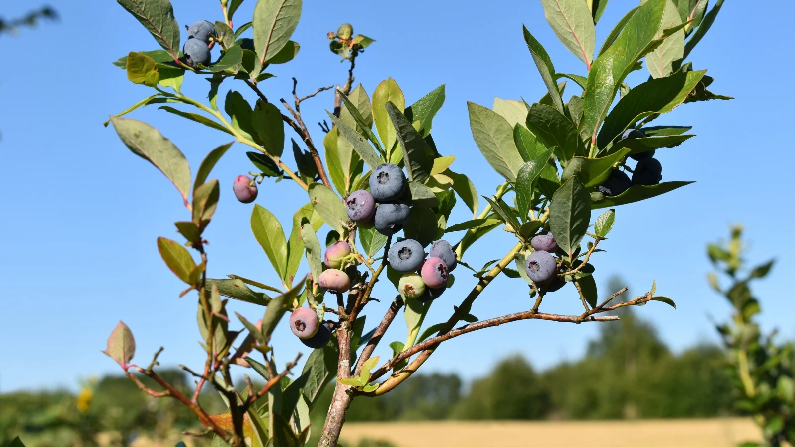 a close-up shot of a tall shrub of a fruit-bearing shrub, showcasing its round fruits growing on woody branches alongside green leaves outdoors