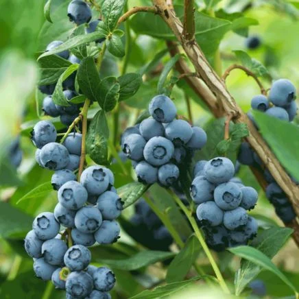 blueberry bushes: soil prep, variety selection, and spring planting 2 bluecrop blueberry