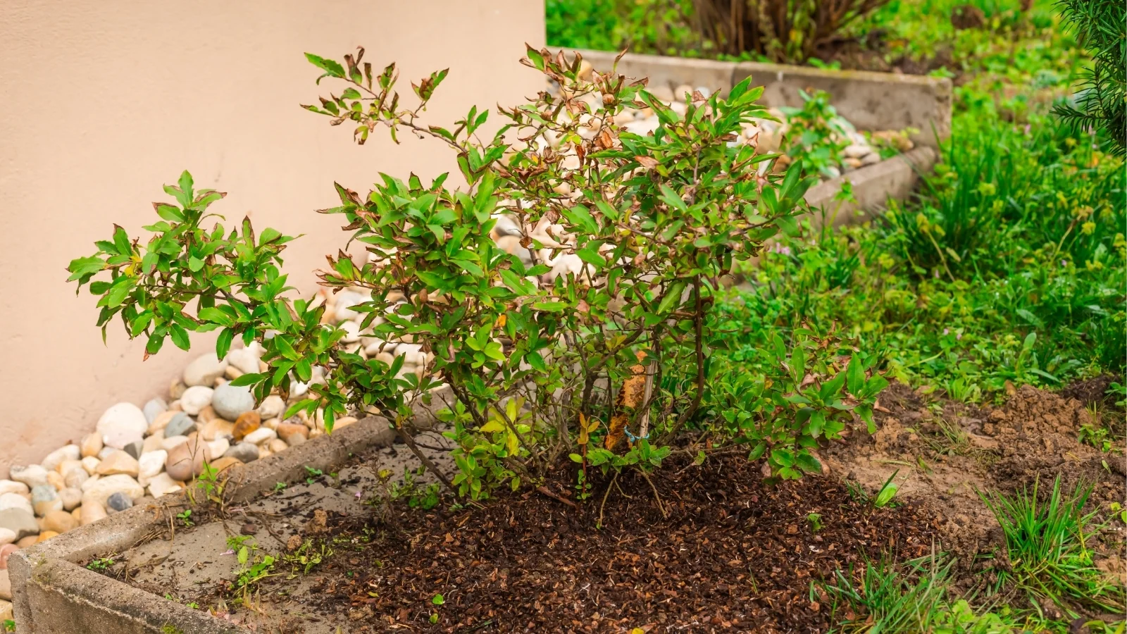 a close-up shot of a developing fruit-bearing shrub, with its woody branches growing from the rich soil in garden area outdoors