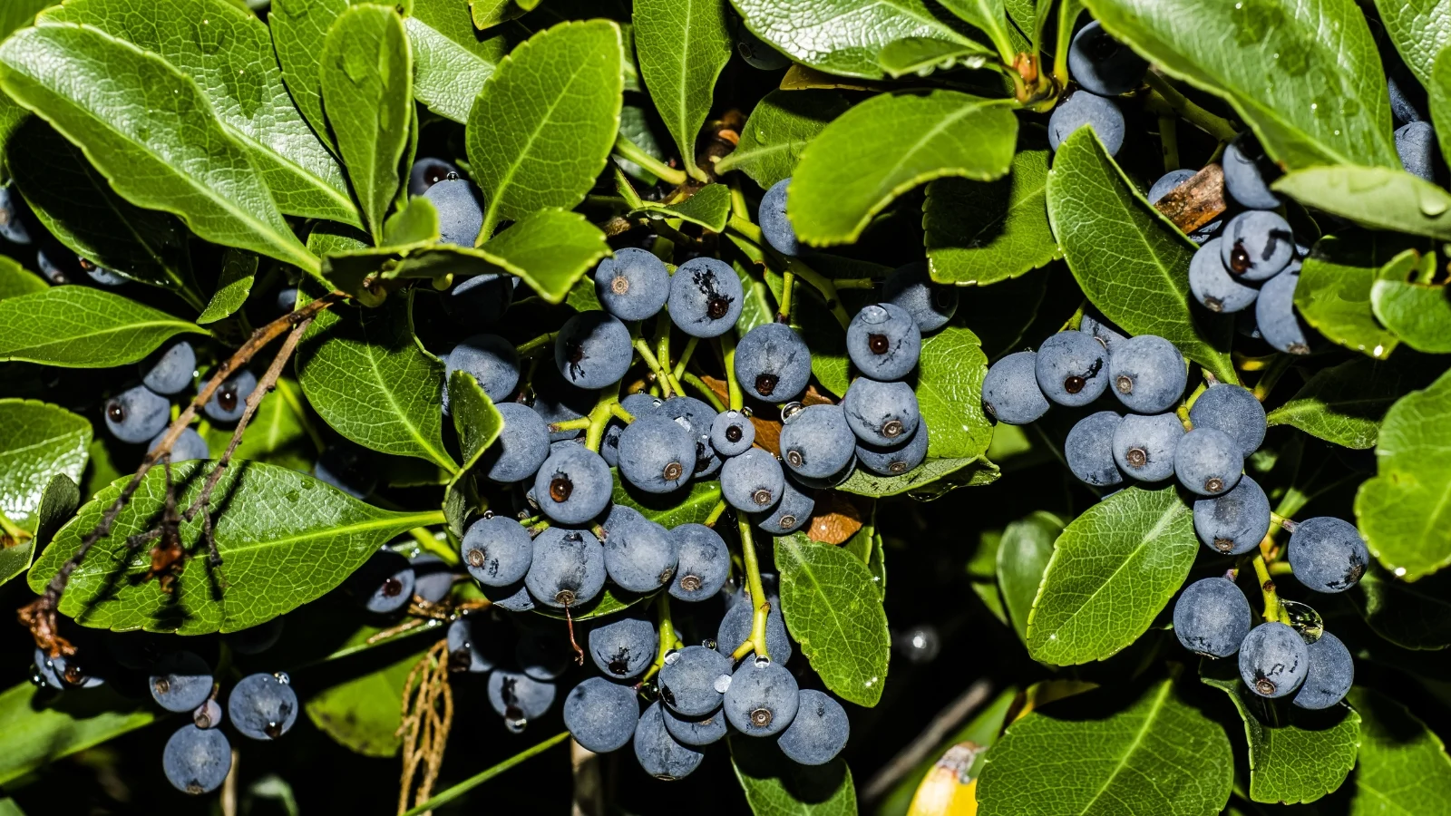 a close-up shot of a large cluster of round fruits, growing alongside vibrant green leaves and woody branches, all basking in a sunny area outdoors