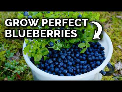 blueberry bushes: soil prep, variety selection, and spring planting 7 youtube video