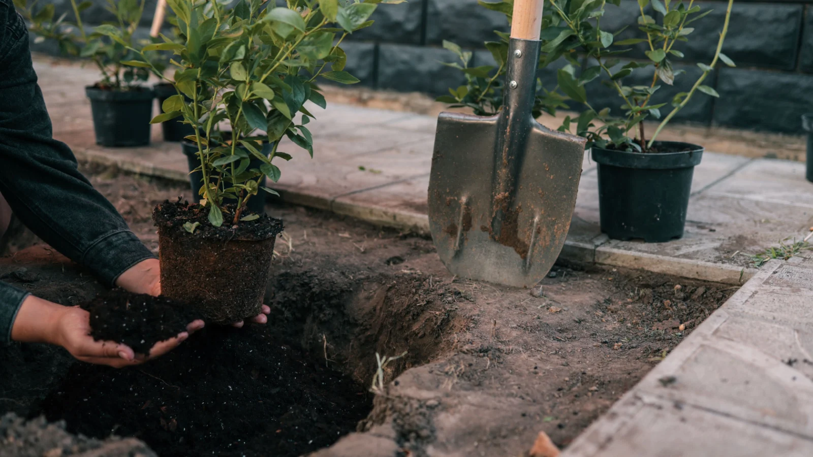 a gardener plants a young blueberry bush in the ground with a shovel. the garden bed is situated in a stone paver border, and two other young blueberries sit beside waiting to be planted. 