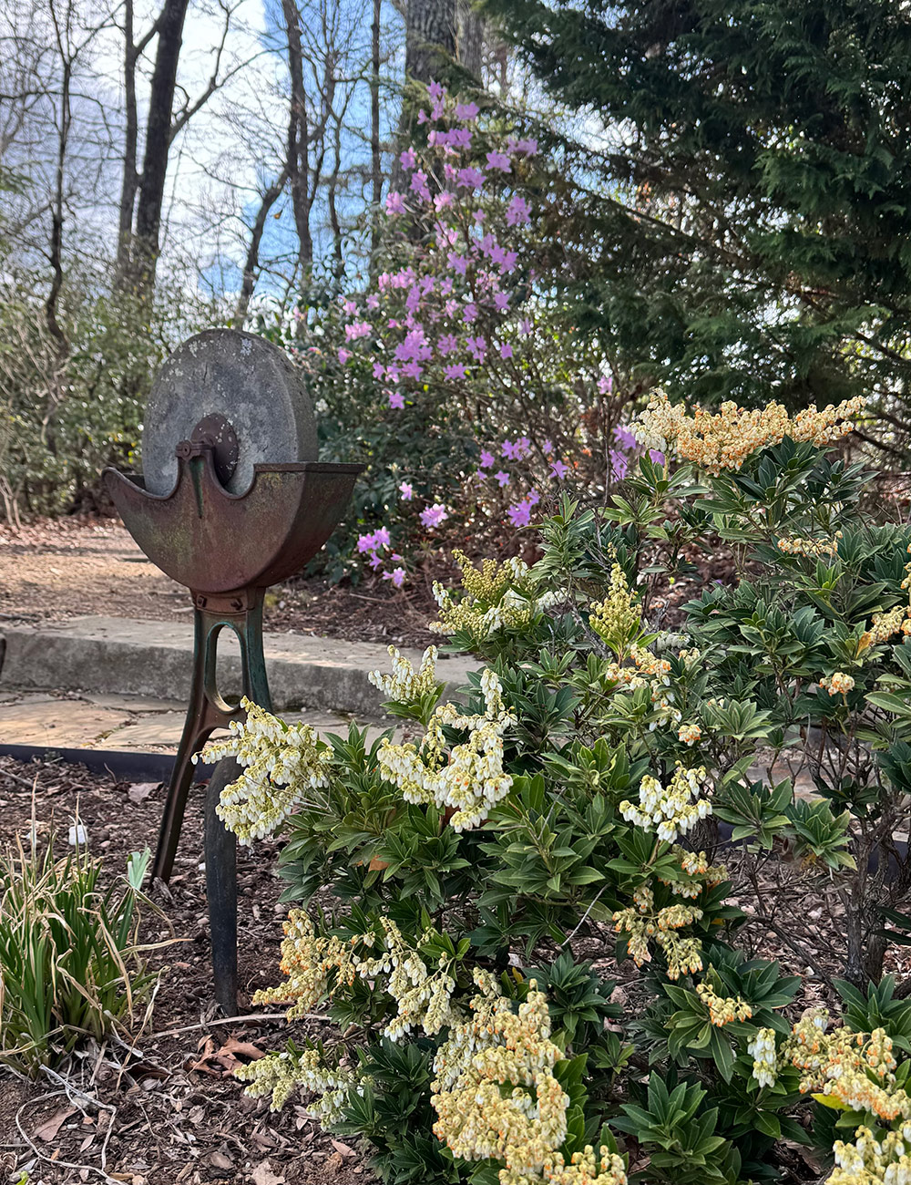 flowering shrub in spring garden