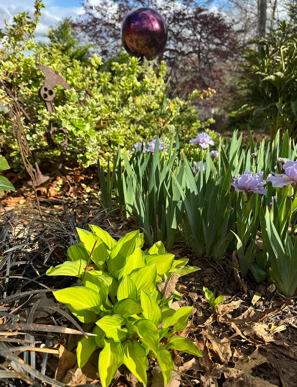 lime green hosta with purple iris