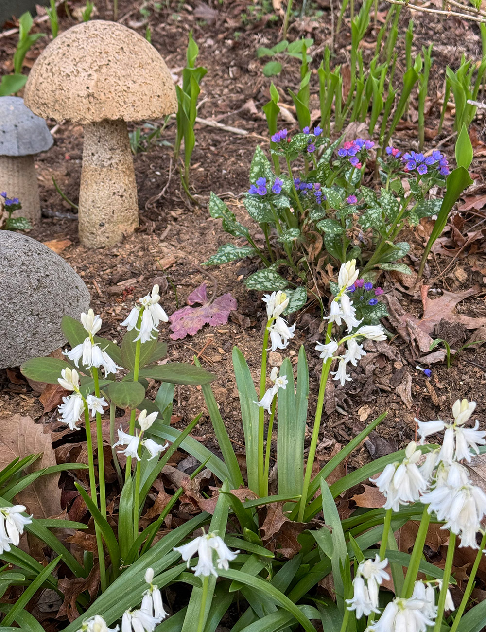 white and purple spring flowers
