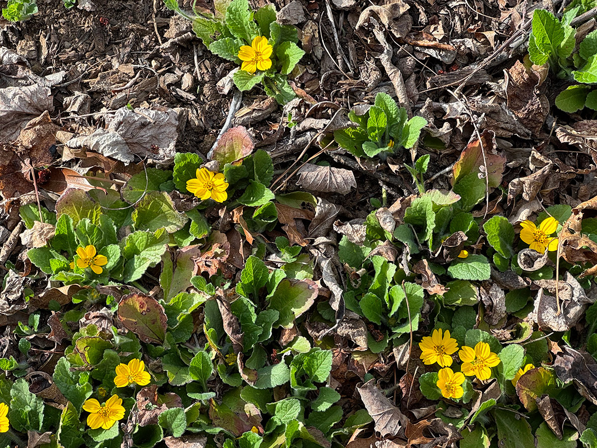 bright yellow spring flowers