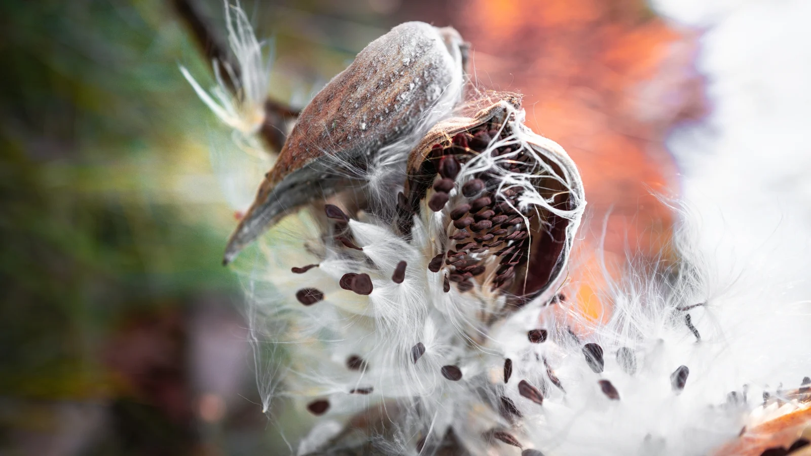 asclepias syriaca seedheads bursting open to release silky, white floss attached to small brown seeds.
