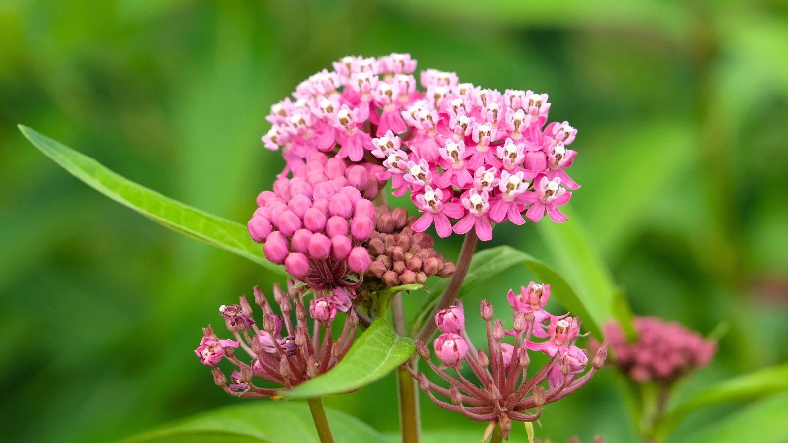 a cluster of delicate rosy-pink star-shaped blossoms with white centers and rounded buds emerges from green stems and leaves.