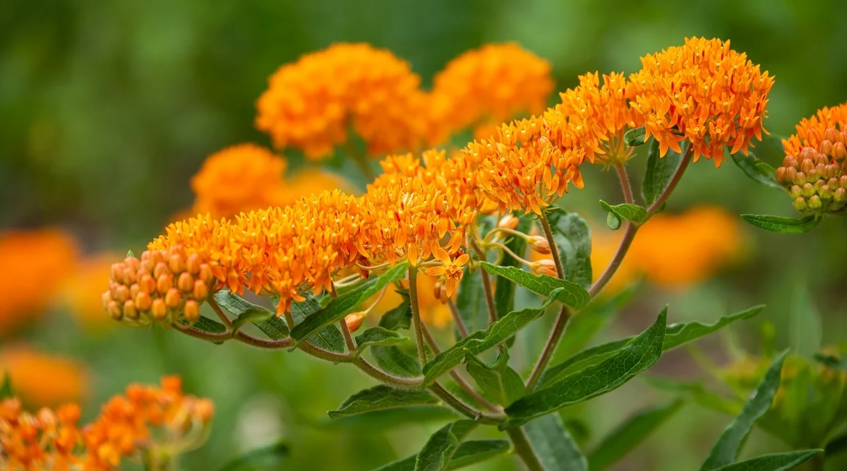 a close-up of a asclepias plant reveals clusters of orange flowers branching out from its dark green leaves. the vivid blossoms stand out against the backdrop of the plant's rich foliage, attracting pollinators.