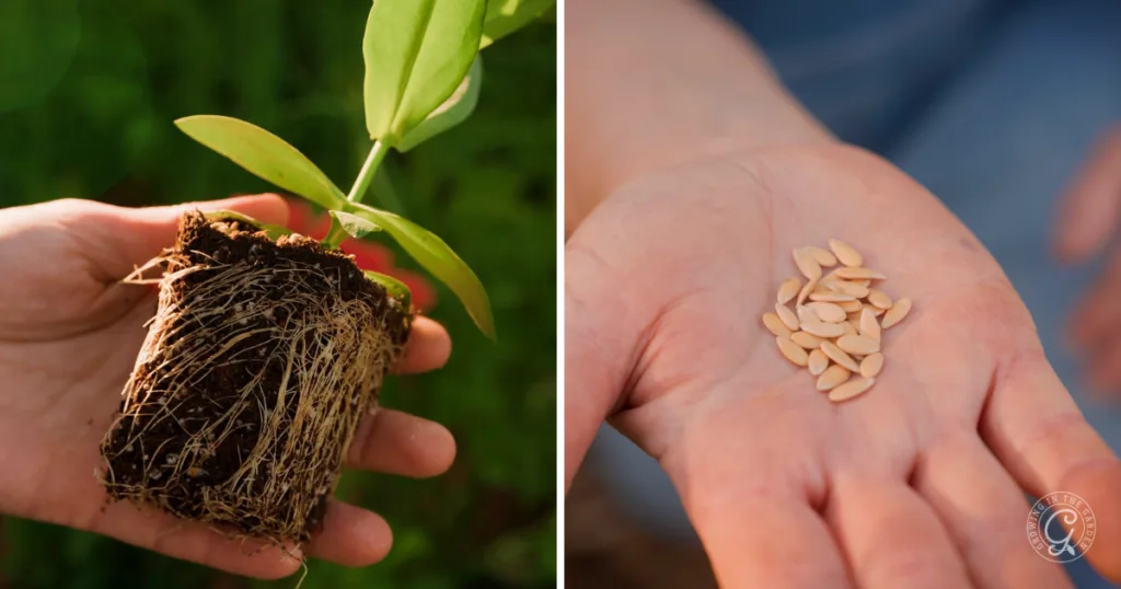 hot weather crops to plant from seed this summer 2 left: hand holding a plant seedling with visible roots. right: hand holding several seeds, ready to plant from seed and skip the transplants for a thriving garden.