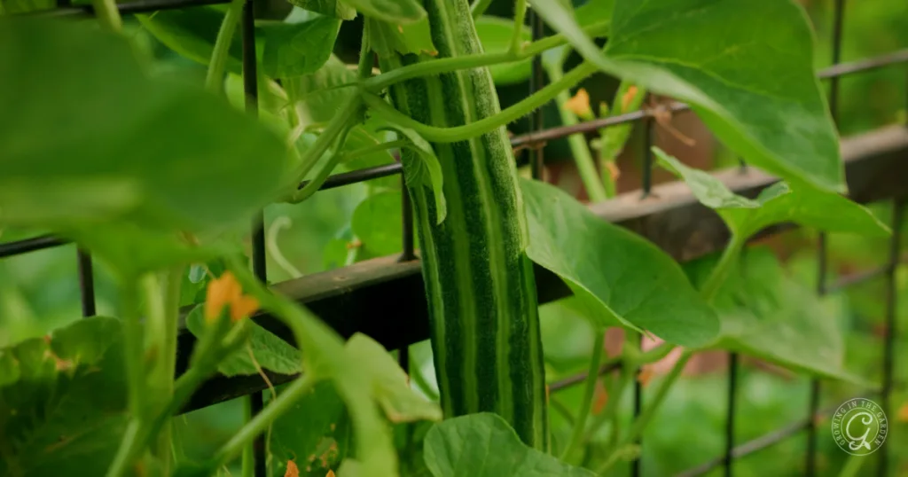 hot weather crops to plant from seed this summer 7 a long, green cucumber grows vertically on a vine supported by a metal fence, thriving after planting from seed and skipping the transplants.