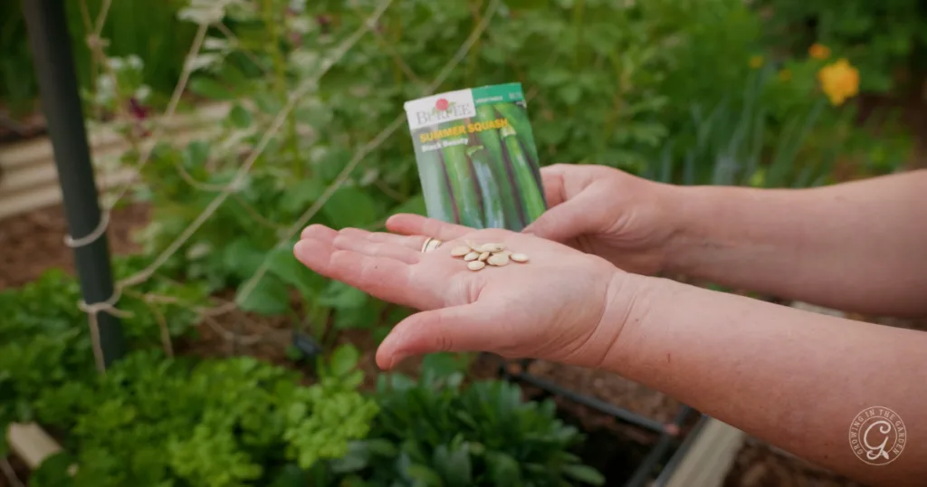 hot weather crops to plant from seed this summer 4 a person holds squash seeds and a summer squash seed packet in a garden, showing how easy it is to skip the transplants and plant from seed for a thriving harvest.