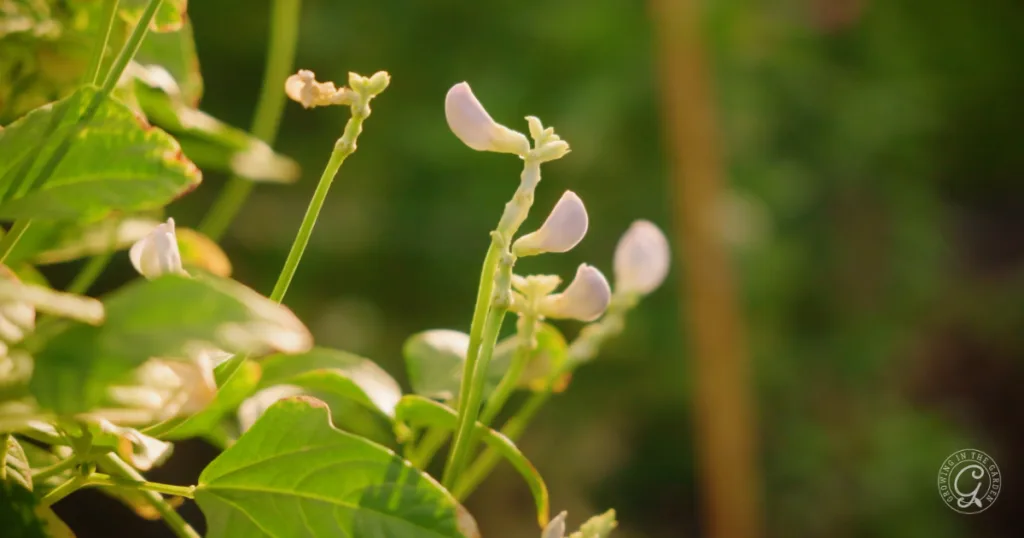 hot weather crops to plant from seed this summer 9 close-up of bean plant with small, pale flowers and green leaves in sunlight—an ideal example of how beans grow from seed, making it easy to skip transplants and start directly with seeds to plant.