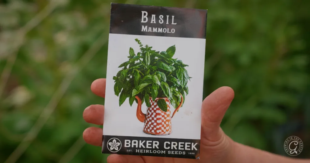 hot weather crops to plant from seed this summer 10 a hand holds a basil mammolo seed packet from baker creek heirloom seeds against a green background, ready for planting from seed—skip the transplants and enjoy one of the best seeds to plant this season.