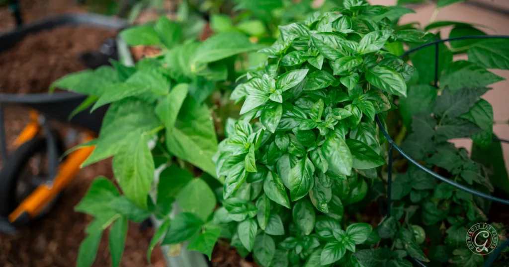 hot weather crops to plant from seed this summer 11 lush green basil and bean plants growing in a garden bed, thriving from seeds to plant, with a wheelbarrow in the background.