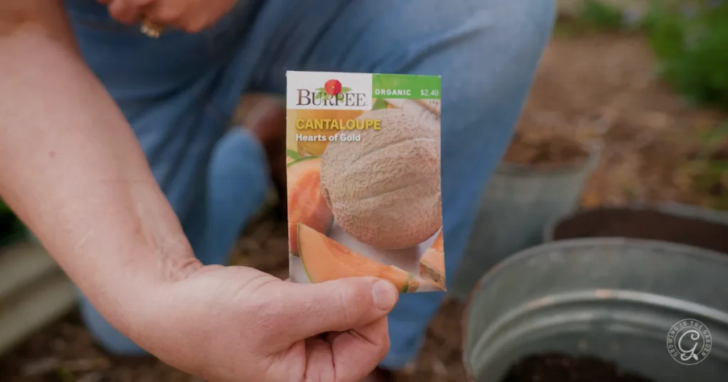 hot weather crops to plant from seed this summer 16 a person holds a burpee cantaloupe seed packet near a garden with soil and metal buckets, ready to skip the transplants and plant from seed for a fruitful harvest.