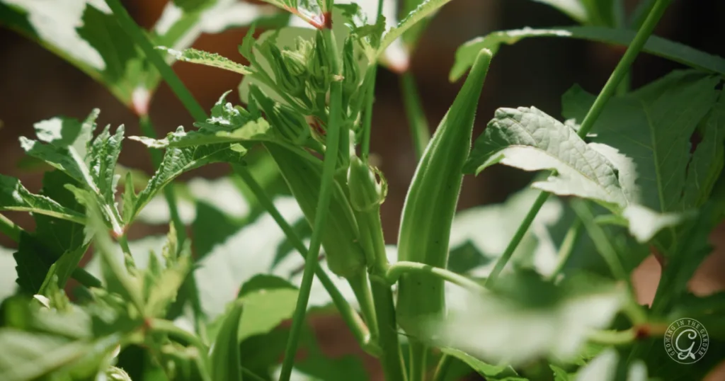 hot weather crops to plant from seed this summer 13 close-up of green okra pods growing on a plant with leafy stems in sunlight—perfect for those planting from seed and looking to skip the transplants this season.