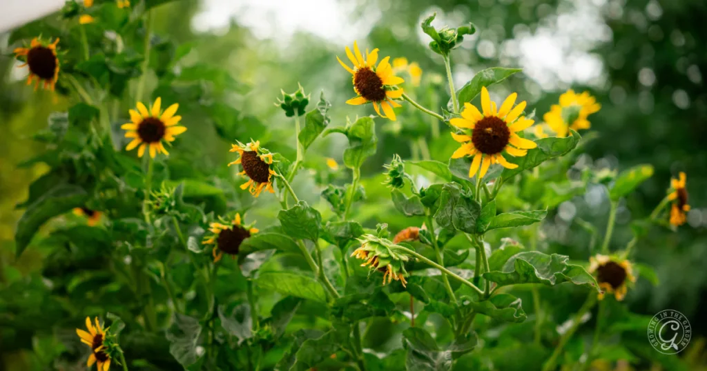hot weather crops to plant from seed this summer 15 yellow sunflowers with dark centers bloom among green leaves in a garden under a partly cloudy sky, perfect for those who prefer to plant from seed and skip the transplants.