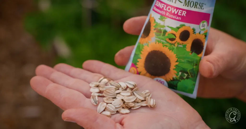 hot weather crops to plant from seed this summer 14 a hand holds sunflower seeds with a sunflower seed packet in the background—perfect for those looking to skip transplants and start planting from seed.