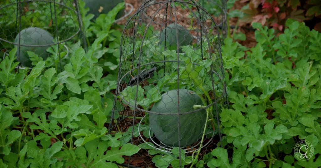 hot weather crops to plant from seed this summer 21 a watermelon growing in a garden, protected by a wire cage and surrounded by leafy green vines, shows how rewarding it can be to plant from seed—skip the transplants for a thriving harvest.
