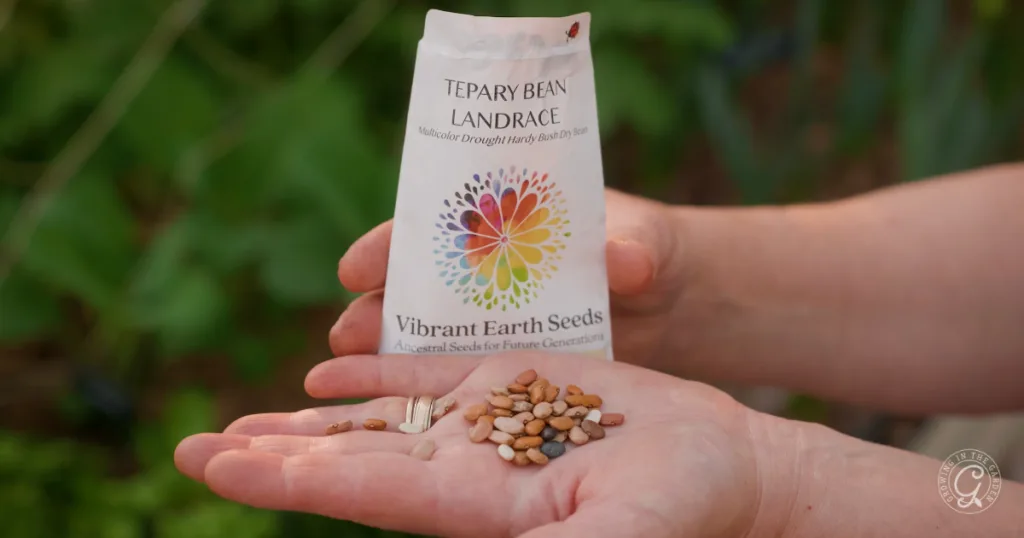 hot weather crops to plant from seed this summer 18 a hand holds assorted seeds to plant with a tepary bean landrace seed packet labeled vibrant earth seeds in the background, inviting you to skip the transplants and plant from seed for a thriving garden.