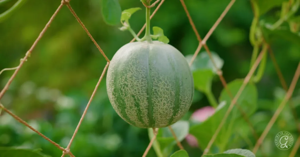hot weather crops to plant from seed this summer 17 a green melon hanging from a vine, supported by a netting trellis, with leafy greenery in the background—a beautiful result of planting from seed and choosing to skip the transplants.