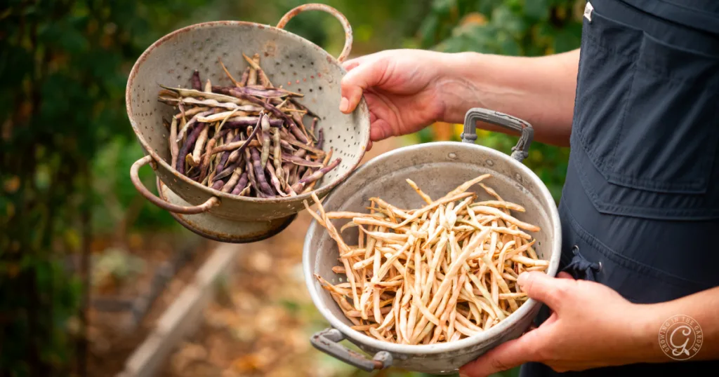 hot weather crops to plant from seed this summer 19 in a garden, a person holds two colanders of dried bean pods—one with purple pods, one tan—highlighting the abundance you can enjoy when planting from seed and choosing seeds to plant over skipping the transplants.