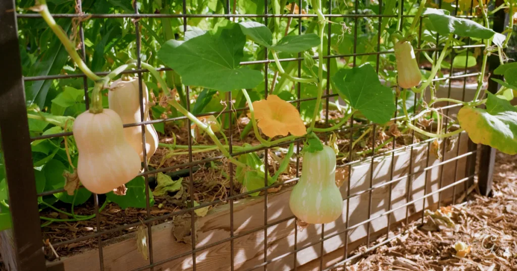 hot weather crops to plant from seed this summer 23 butternut squash growing on vines along a wire trellis in a raised garden bed with green leaves—perfect if you want to plant from seed and skip the transplants.