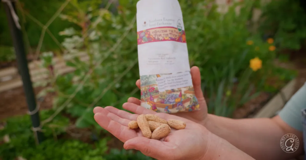 hot weather crops to plant from seed this summer 24 a person holds peanuts in one hand and a colorful seed packet in the other, ready to skip the transplants and plant from seed, with a lush garden in the background.