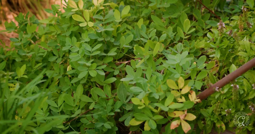 hot weather crops to plant from seed this summer 25 close-up of dense green foliage with small oval leaves, some showing hints of yellow and brown—a great example for those who prefer to skip the transplants and plant from seed.