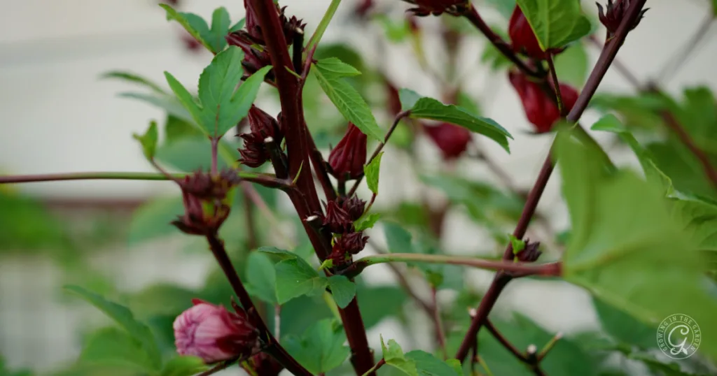 hot weather crops to plant from seed this summer 27 roselle plant with green leaves and red flower buds growing on maroon stems, perfect to plant from seed if you prefer to skip transplants, shown against a blurred background.