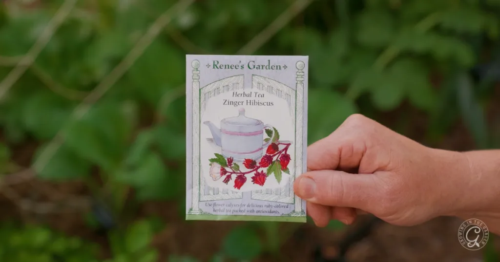 hot weather crops to plant from seed this summer 26 a hand holds a renee’s garden zinger hibiscus herbal tea seed packet in a garden setting, ready to skip the transplants and plant from seed for a fresh herbal harvest.