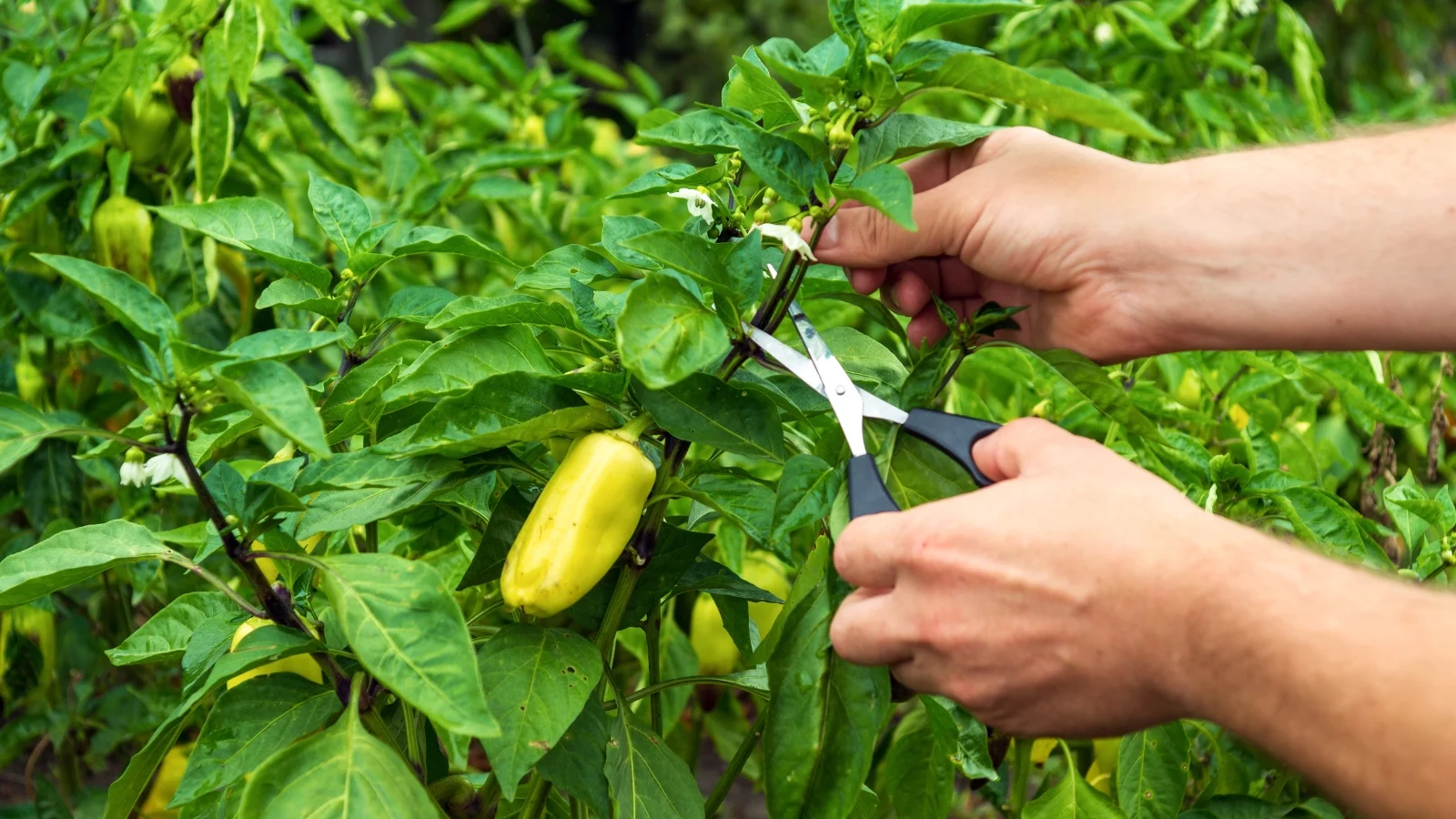 a gardener cutting a stem of a capsicum annuum plant, with the plant having fresh fruits and green foliage.