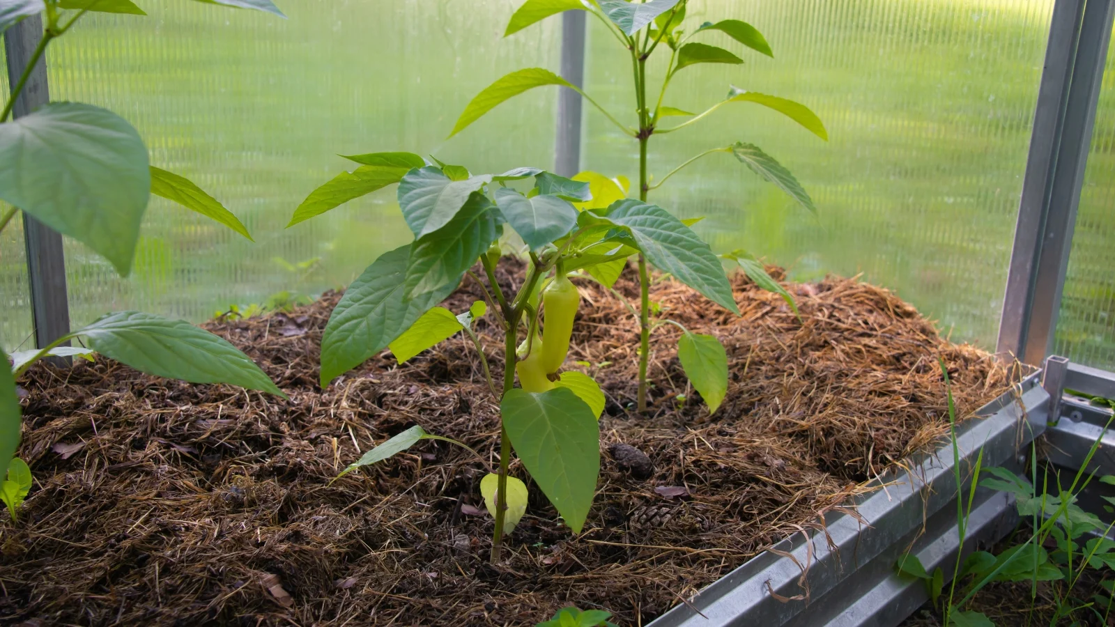 a couple of growing plants with fruits, in a garden bed covered with mulch, placed somewhere with warm sunlight