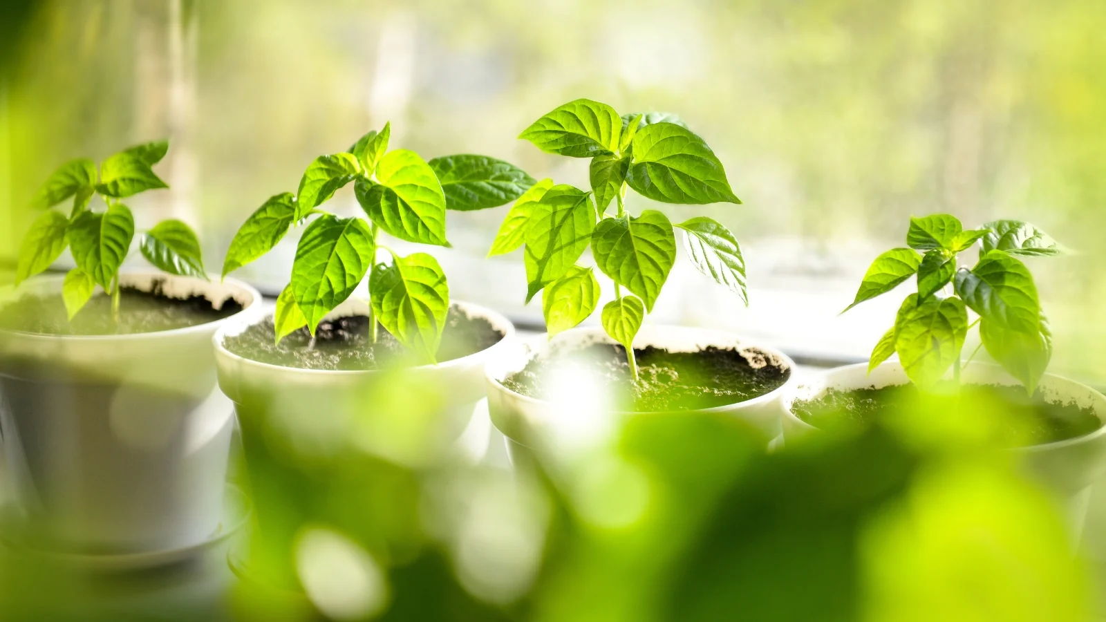 young capsicum annuum with bright green leaves growing in biodegradable cups filled with dark soil.