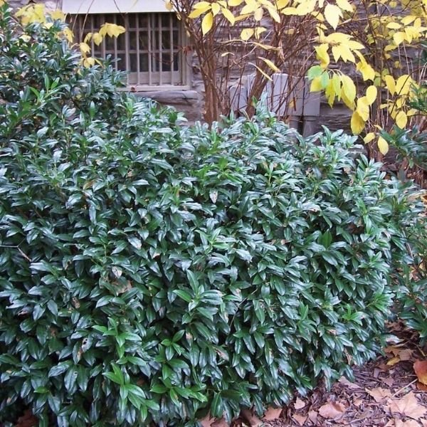 my front yard stays private all year round thanks to one plant 1 chestnut hill cherry laurel