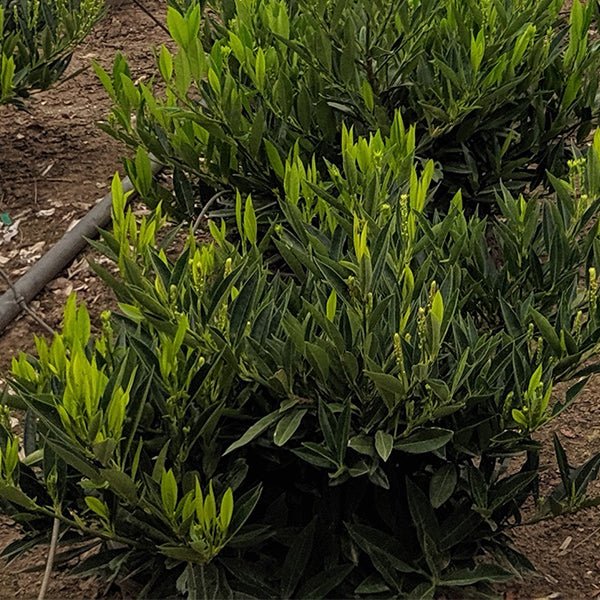 my front yard stays private all year round thanks to one plant 3 otto luyken cherry laurel bush