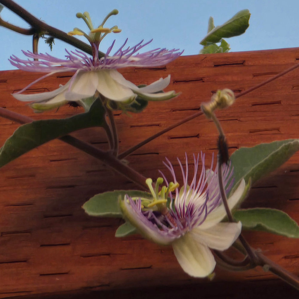passionflower blooms