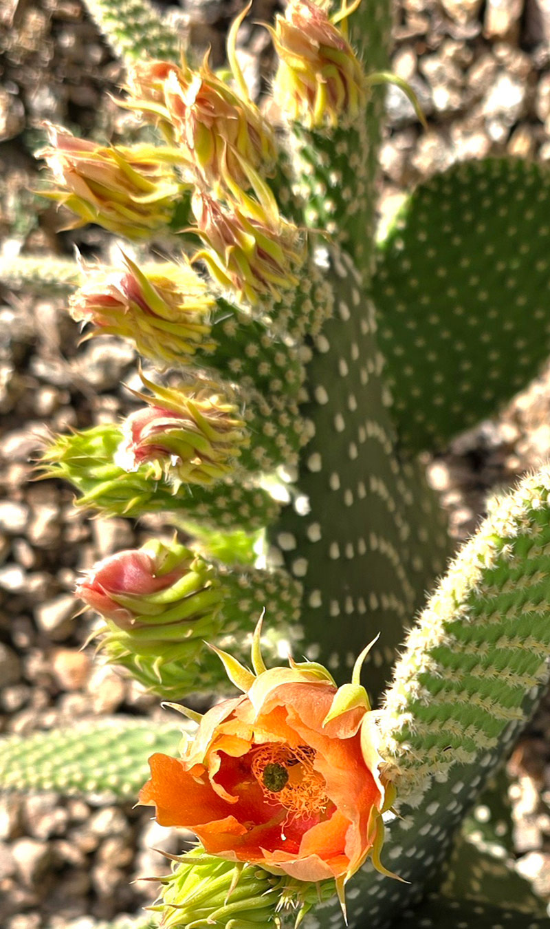 close up of cactus bloom and buds