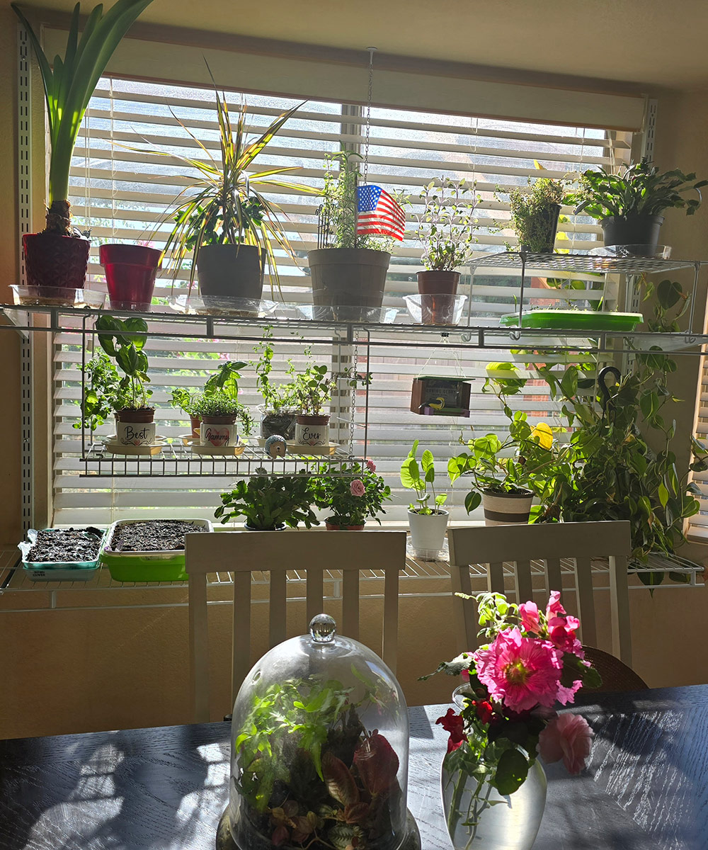 potted plants growing in front of sunny window